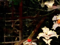 熱血江湖手游，如何預(yù)設(shè)技能，打造你的個(gè)性化戰(zhàn)斗體驗(yàn)？