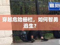 穿越危險柵欄，如何智勇逃生？