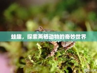蛙趣，探索兩棲動物的奇妙世界