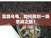 漫游烏龜，如何規(guī)劃一場悠閑之旅？