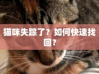 貓咪失蹤了？如何快速找回？