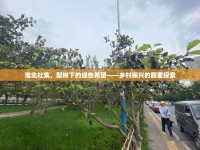 淮北杜集，梨樹下的綠色希望——鄉(xiāng)村振興的甜蜜探索