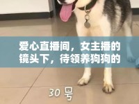 愛心直播間，女主播的鏡頭下，待領(lǐng)養(yǎng)狗狗的溫暖世界