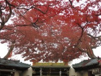 熱血江湖手游，如何解鎖各職業(yè)的魅力與策略？