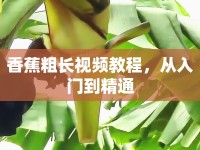香蕉粗長視頻教程，從入門到精通