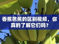 香蕉芭蕉的區(qū)別視頻，你真的了解它們嗎？