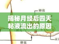 揭秘月經(jīng)后四天粘液流出的原因——女性健康小知識