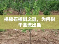揭秘石榴樹之謎，為何樹干會流出鹽