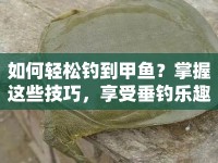 如何輕松釣到甲魚？掌握這些技巧，享受垂釣樂趣！