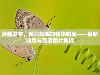 最新發(fā)布，兩只蝴蝶的驚艷瞬間——最新消息與高清圖片集錦