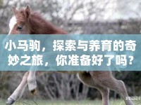 小馬駒，探索與養(yǎng)育的奇妙之旅，你準備好了嗎？