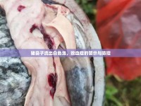 豬鼻子流出白色泡，敗血癥的警示與防控