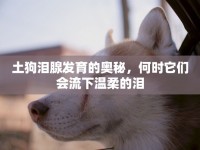土狗淚腺發(fā)育的奧秘，何時它們會流下溫柔的淚