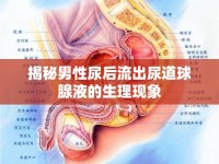 揭秘男性尿后流出尿道球腺液的生理現(xiàn)象