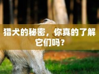 獵犬的秘密，你真的了解它們嗎？