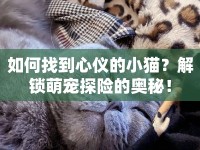 如何找到心儀的小貓？解鎖萌寵探險的奧秘！