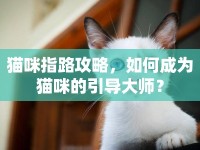 貓咪指路攻略，如何成為貓咪的引導(dǎo)大師？