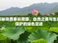 探秘陜西秦嶺荷塘，自然之美與生態(tài)保護(hù)的綠色足跡