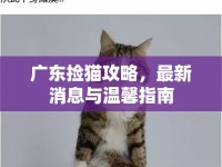 廣東撿貓攻略，最新消息與溫馨指南