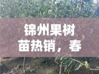 錦州果樹苗熱銷，春種希望，秋迎豐收綠色盛宴