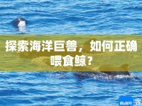 探索海洋巨獸，如何正確喂食鯨？