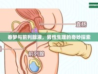 春夢(mèng)與前列腺液，男性生理的奇妙探索