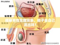 揭秘男性生理現(xiàn)象，精子會(huì)自己流出嗎？