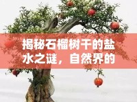 揭秘石榴樹干的鹽水之謎，自然界的奇妙現(xiàn)象
