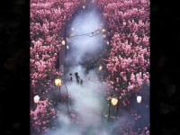 神雕俠侶手游桃花迷陣，奇遇與探索等你來揭秘！
