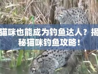 貓咪也能成為釣魚達(dá)人？揭秘貓咪釣魚攻略！