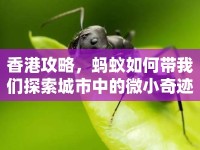 香港攻略，螞蟻如何帶我們探索城市中的微小奇跡？