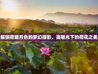 解鎖荷塘月色的夢(mèng)幻攝影，高曝光下的荷花之美