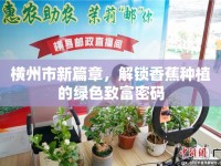 橫州市新篇章，解鎖香蕉種植的綠色致富密碼