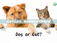 貓鼻子口流水，解讀健康信號與日常護(hù)理