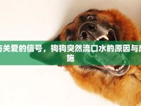 警惕與關(guān)愛的信號，狗狗突然流口水的原因與應(yīng)對措施