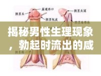揭秘男性生理現(xiàn)象，勃起時(shí)流出的咸咸液體真相