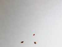 征途手游中，如何打造你的專屬寵物大軍？