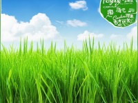 青春草國(guó)產(chǎn)，它真的是綠色健康的自然之選嗎？