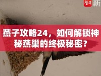 燕子攻略24，如何解鎖神秘燕巢的終極秘密？