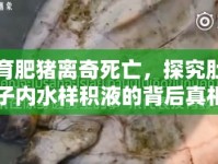育肥豬離奇死亡，探究肚子內(nèi)水樣積液的背后真相