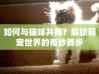 如何與貓咪共舞？解鎖萌寵世界的奇妙舞步
