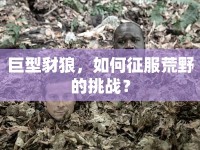 巨型豺狼，如何征服荒野的挑戰(zhàn)？
