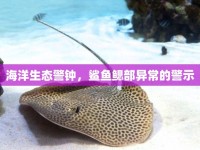 海洋生態(tài)警鐘，鯊魚鰓部異常的警示