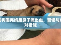 狗狗喝完奶后鼻子流出血，警惕與應(yīng)對(duì)措施