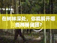 在樹林深處，你能解開哪些神秘謎團(tuán)？
