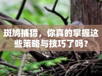 斑鳩捕獵，你真的掌握這些策略與技巧了嗎？