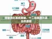 揭秘消化系統(tǒng)奧秘，十二指腸膽汁流出的原因