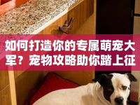 如何打造你的專屬萌寵大軍？寵物攻略助你踏上征途！