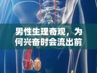 男性生理奇觀，為何興奮時會流出前列腺液