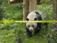 熊貓女主播的混血奇緣，萌力與文化交融的跨國(guó)之旅